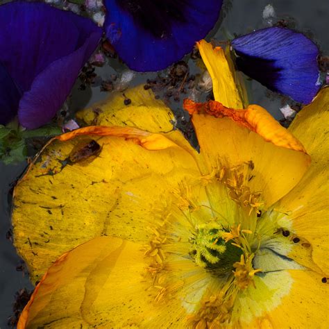 Pansy Petals Photograph By Jane Selverstone Fine Art America