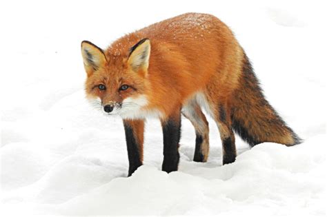 Eastern American Red Fox Subspecies Vulpes Vulpes Fulvus · Inaturalist