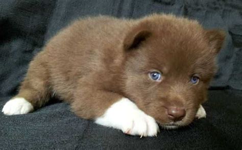 Check out this cutie and many more at riverside puppies ohio. Huskita Puppies FOR SALE ADOPTION from Riverside California @ Adpost.com Classifieds > USA ...