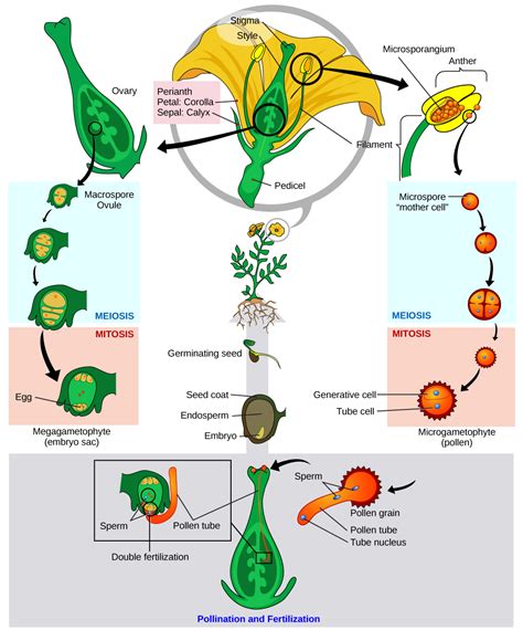 This Diagram Shows The Lifecycle Of An Angiosperm Anthers And Ovaries Are Structures That