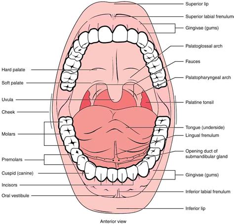 The Mouth Pharynx And Esophagus Anatomy Physiology