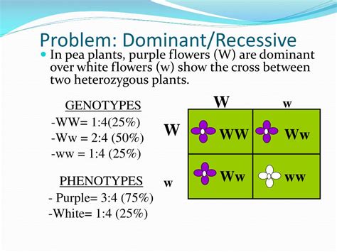 Green is dominant to yellow. PPT - Genetics, Heredity, Mendel and Punnett Squares PowerPoint Presentation - ID:4650261
