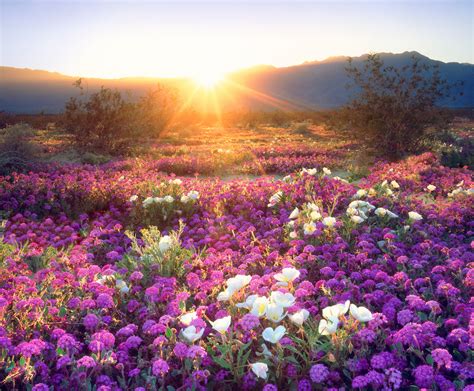 California Desert Sees Rare Wildflower Super Bloom Cond Nast Traveler