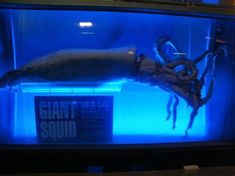 Rare Giant Squid Found On A South African Beach Neatorama