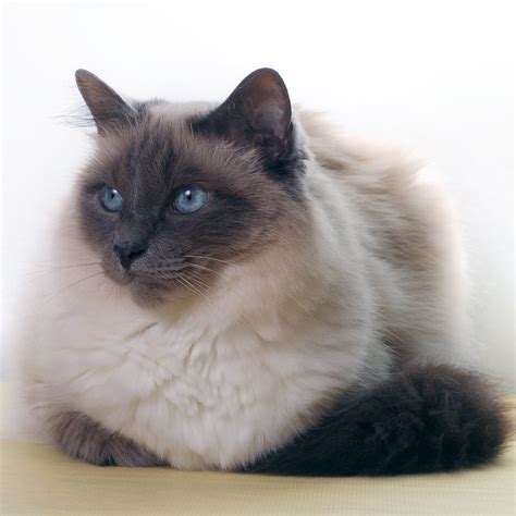 Birman Cat Pictures And Information Cat