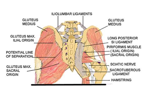 Sacroiliac Joint Anatomy Anatomy Diagram Book
