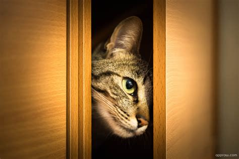 Cat Peeking Through Door Wallpaper Download Cat Hd Wallpaper Appraw