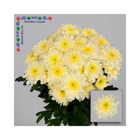 Chrysanthemum Krüsanteem Zembla Cream5 Floratrade Lillede Hulgimüük