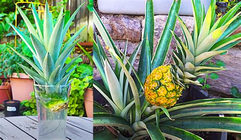 How To Regrow Pineapple In Containers