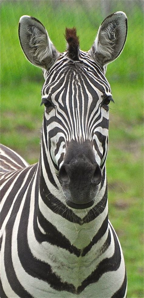 Grants Zebra Indianapolis Zoo Siestakeysunset Flickr
