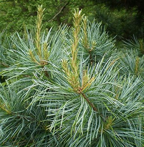 Korean Pine The Source Of Pine Nuts 2 Year Live Plant