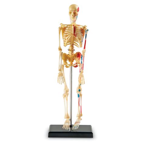 Skeleton Model 23cm - by Learning Resources LER3337 | Primary ICT