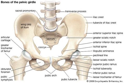 Pelvic Girdle Anatomy