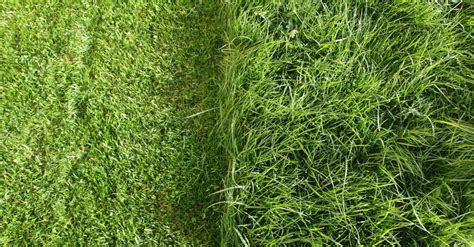 The Reason Fresh Cut Grass Smells So Nice Is Actually Pretty Dark