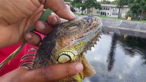 Florida Iguana Hunting Its Raining Iguanas Youtube