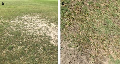 Biology And Management Of Bermudagrass Mite Land Grant Press