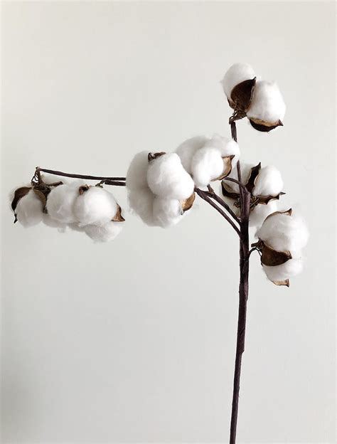 Cotton Plant Cotton Flower Hd Phone Wallpaper Pxfuel