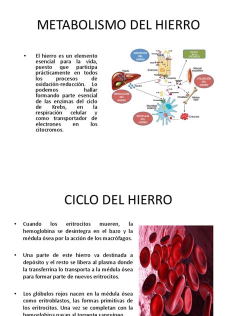 Metabolismo Del Hierro Pdf