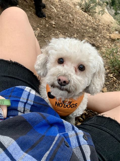 My Bichon Loves Camping But Mostly Eating Dirt Rbichonfrise