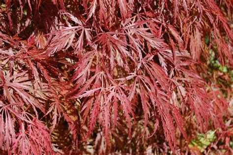 Cutleaf Japanese Maple Red Crimson Acer Palmatum Matsumurae 3 Etsy