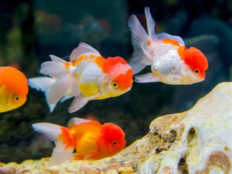 Goldfish Poop Understanding The Colors Behind Their Wastes
