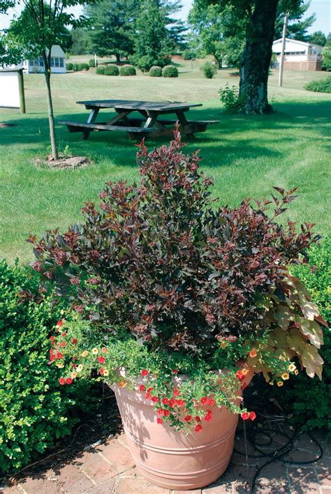 Ninebark 'little devil' is a great shrub for any landscape. Common Ninebark | Carolina Gardener Hot Plants | Plants ...