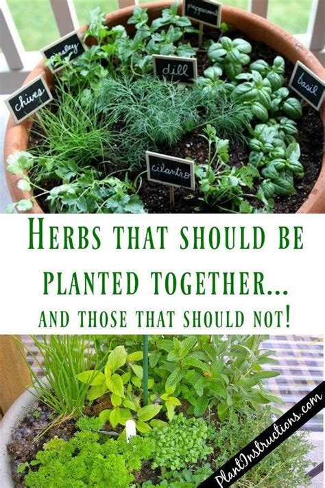 Herbs That Grow Together Indoor Herb Garden Herbs Plants