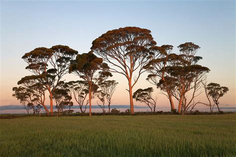 Late Afternoon Light On Salmon Gums Eucalyptus Salmonophloia Near