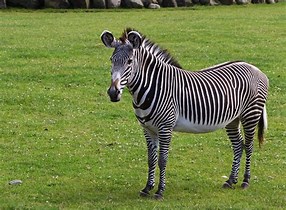 Image result for grevy's zebra
