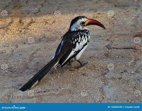 Toucan On The Ground Kenya Africa Stock Image Image Of Africa