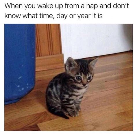 Witty Wake Up Call 30 Memes In The Am Chaostrophic Ironic Memes