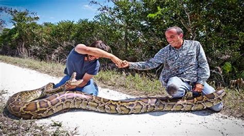 Python Hunters Capture 10 Snakes In South Florida In 10 Days