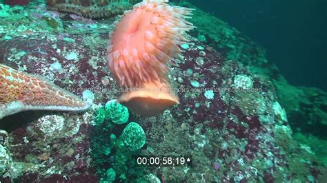 Swimming Anemone Stinging And Escaping From Leather Starfish Low Res