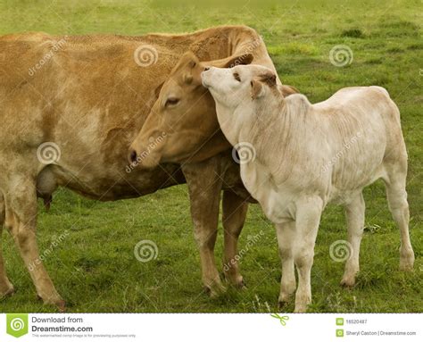 Mother Love Charolais Cow With Baby Brahman Calf Stock Image Image Of