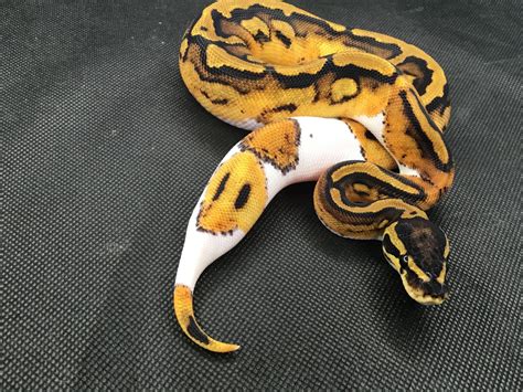 Orange Dream Pied Ball Python By Dixie Reptiles Morphmarket