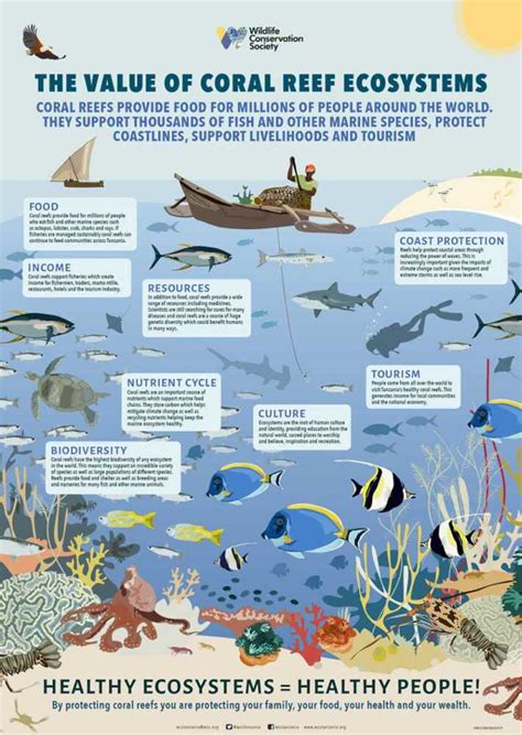 Coral Reefs Provides Important Ecosystem Services Reef Connect Australia