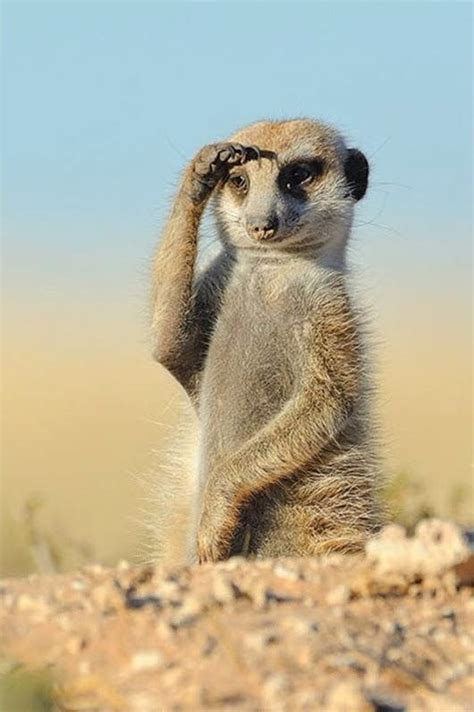 Create Meme Meerkat Foot Meerkats Photos Of Meerkats Funny