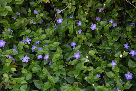 Periwinkle Planting The Garden All Rounder Plantura