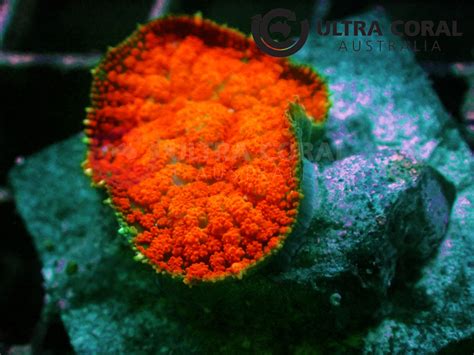 Scleractinia Sp Ultra Coral Australia