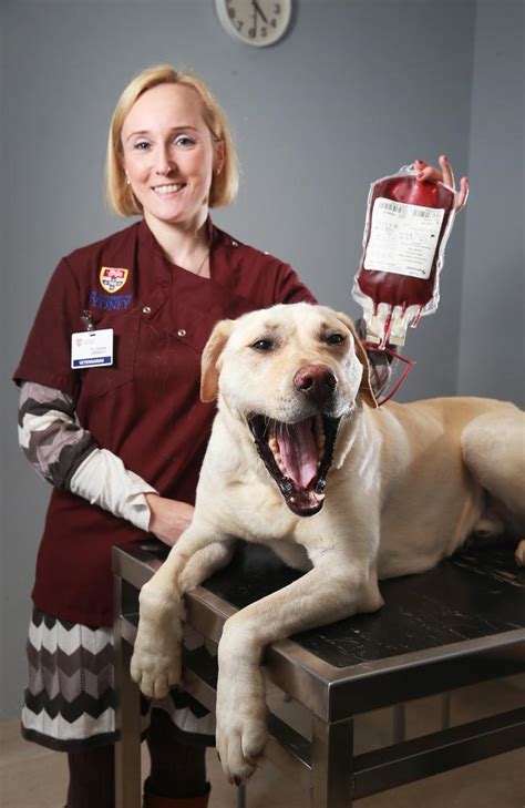Canine Blood Donation Just As Important As The Human Version When It