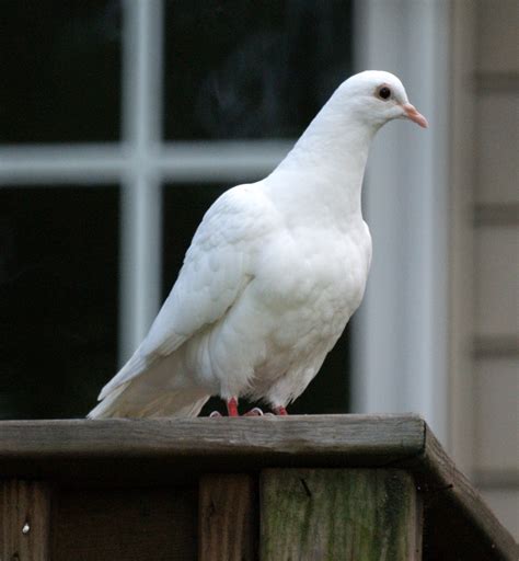 White Doves New Jersey Bird Photos