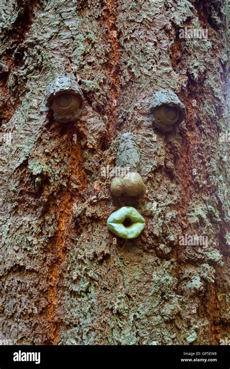 Funny Face In Tree Bark Hi Res Stock Photography And Images Alamy