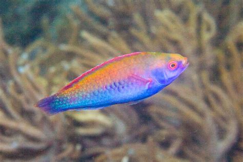 Cirrhilabrus Solorensis Sulawesi Redeye M Aquariogr Το καλύτερο