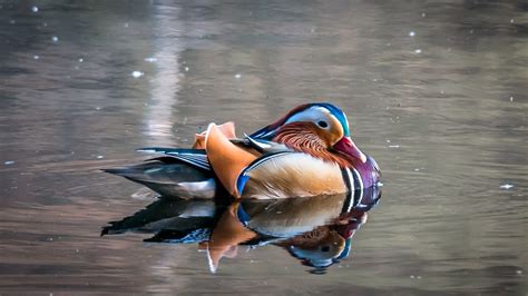 Free Images Wing Pond Wildlife Swim Reflection Beak Colorful