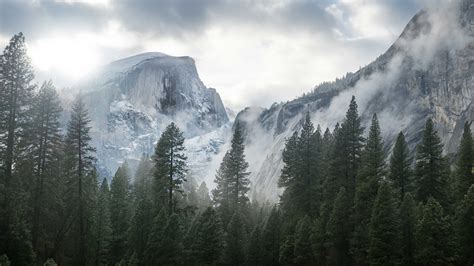 Mountain Ice Spruce Mist Overcast Nature Wallpapers Hd Desktop