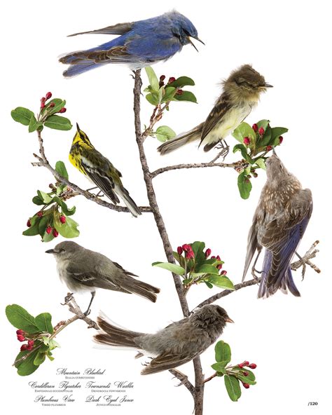 Audubon Bird Print Group 434