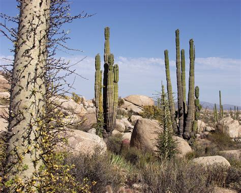 Filebaja California Desert Wikipedia