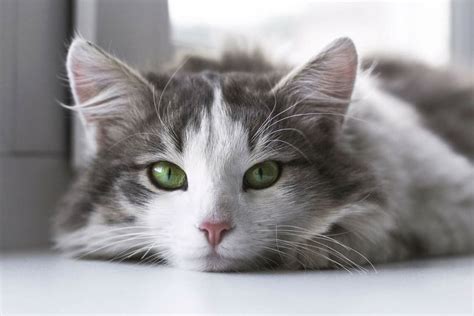 Here Is The Reason Why Most Cats Have Green Eyes Beopeo