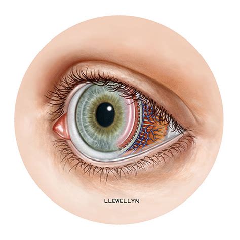 Eye Anatomy On Behance