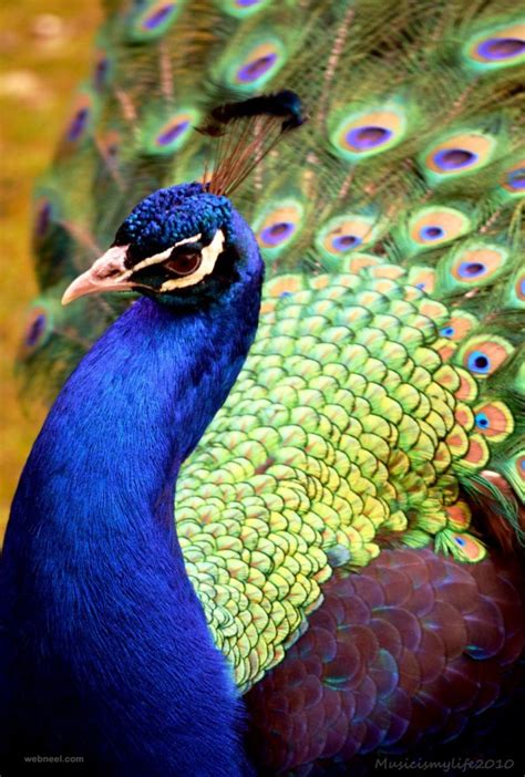 Beautiful Peacock Photo By Musicismylife 11